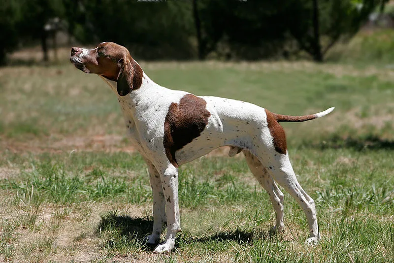 English pointer