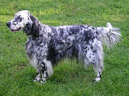 Setter Inglês