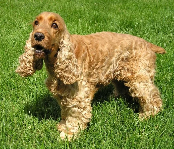 Cocker Spaniel Inglês