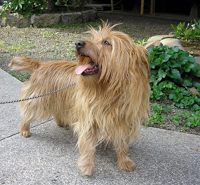 Australian Terrier