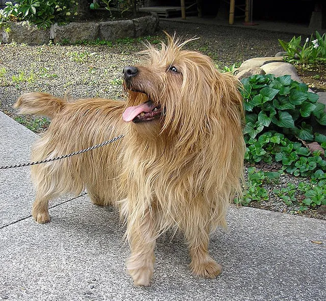Australian Terrier