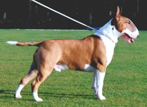 Bull Terrier