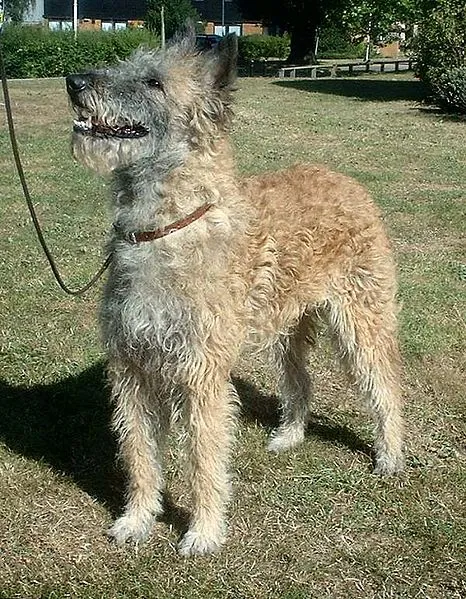 Belgian Sheepdog Dog