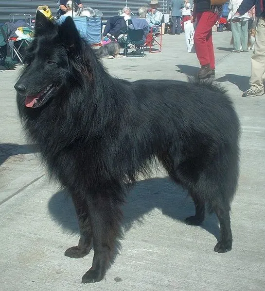 Belgian Shepherd Groenendael