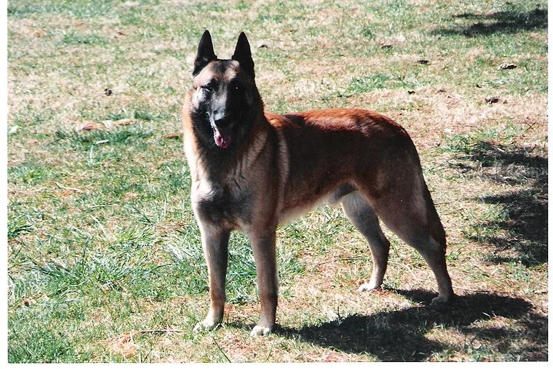 Belgian Shepherd Malinois