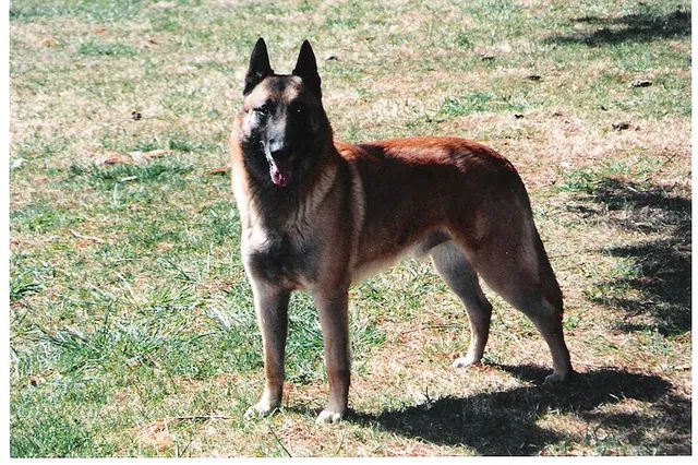Belgian Shepherd Malinois