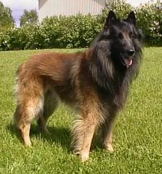 Belgian Shepherd Tervuren