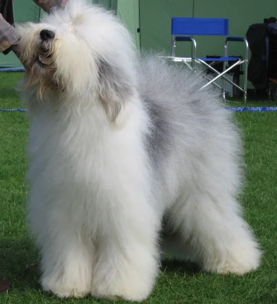 Antigo Cão de Pastor Inglês