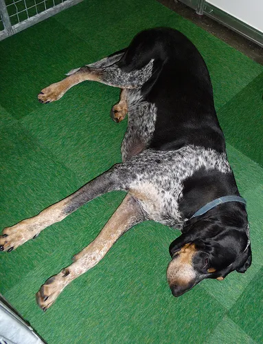 Grande azul da Gasconha
