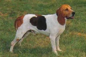 Chien d´Artois