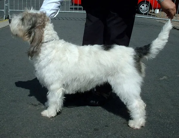 Grande basset griffon da Vendeia