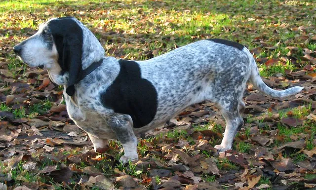 Basset azul da Gasconha