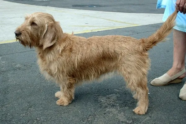 Basset Fulvo da Bretanha