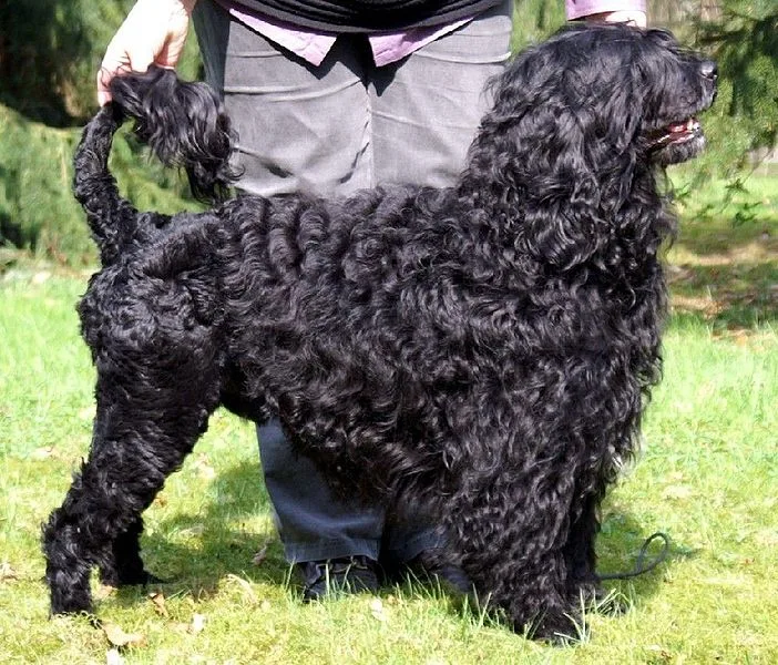 Curly Portuguese Water Dog