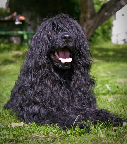 Cão de Água Português de pelo longo e ondulado