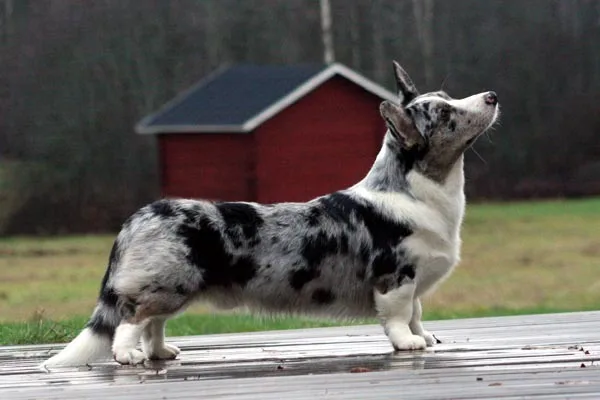 Welsh Corgi Cardigan
