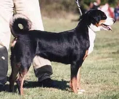 Appenzell Mountain Dog