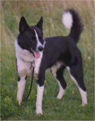 Cão de Ursos da Carélia
