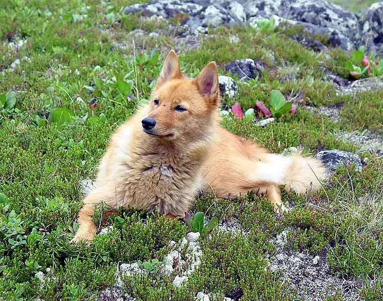 Spitz Finlandês