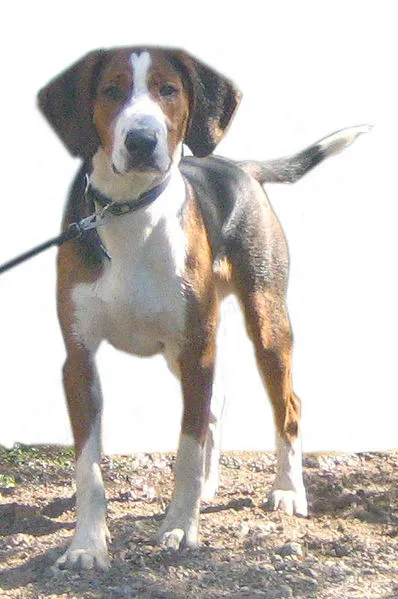 Finnish Hound