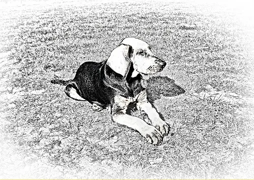 Braco polaco