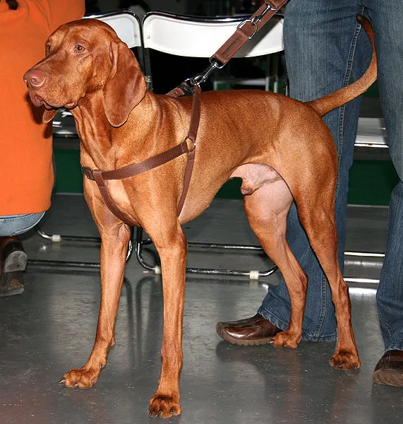 Braco húngaro de pelo curto (Vizsla)
