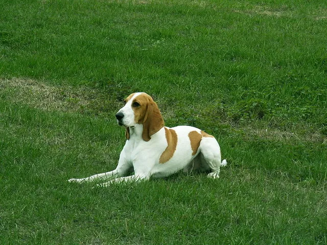 Berner Laufhund