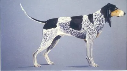 Lucerne Hound