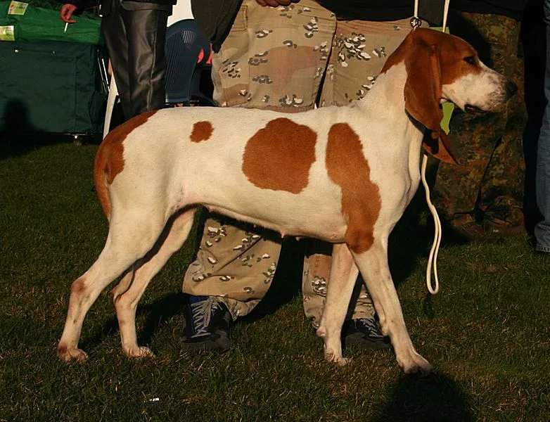 Schwyz Hound