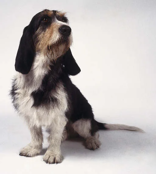 Small Bernese Hound coarse-haired