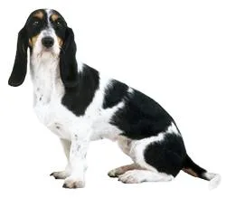 Small Bernese Hound smooth-haired