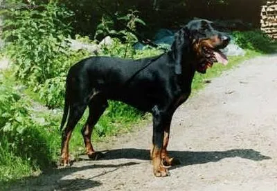 Small Jura Hound