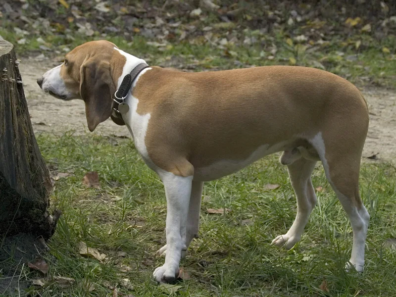 Small Schwyz Hound