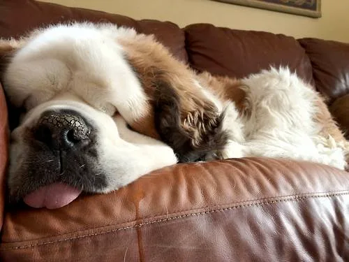 Saint Bernard (Long-haired)