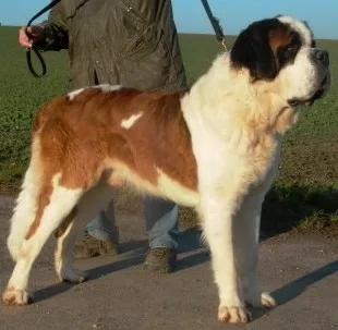 Saint Bernard (Short-haired)