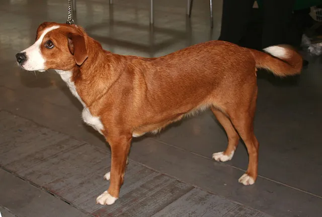 Pinscher Austríaco