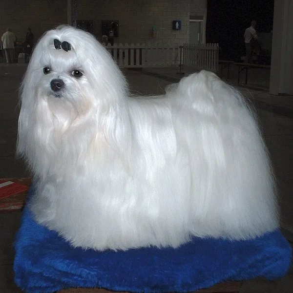Bichon Maltês