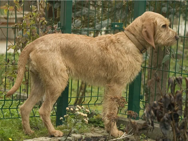 Griffon fulvo da Bretanha