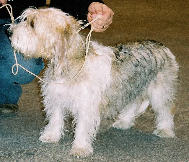 Pequeno basset griffon da Vendeia