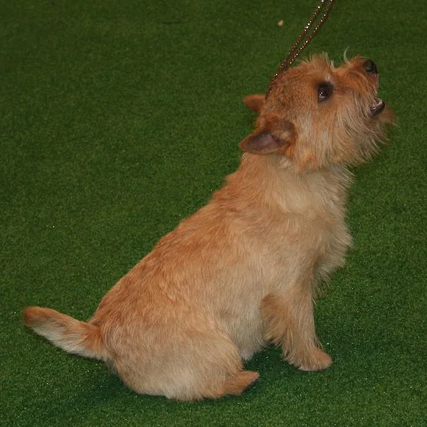 Norwich Terrier