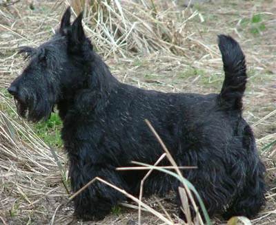 Terrier Escocês