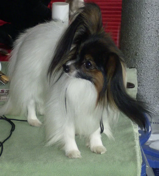 Phalène (Continental Toy Spaniel)