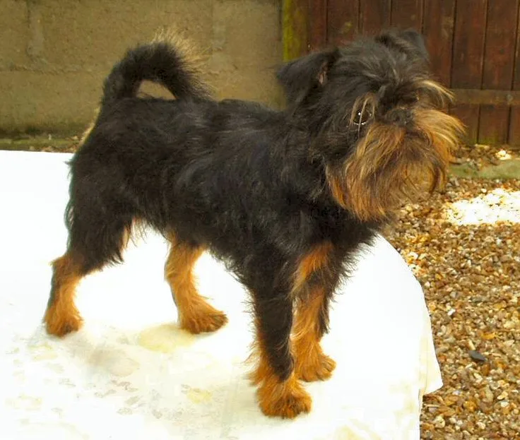 Griffon Belga