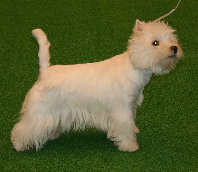West Highland White Terrier