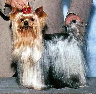 Yorkshire Terrier
