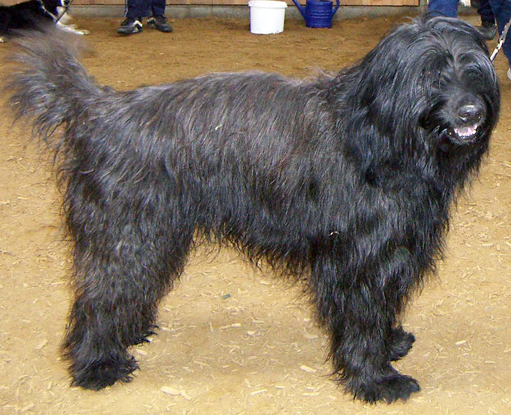 Catalan Sheepdog (Long-haired)