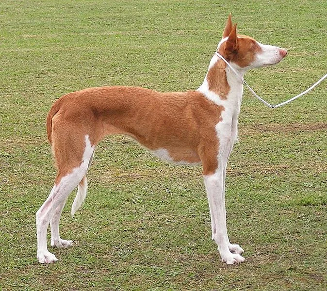 Rough haired Ibizan Hound