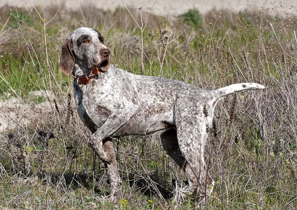 Burgos Pointer