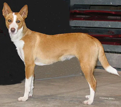 Large Small Short- and smooth-haired Portuguese Hound
