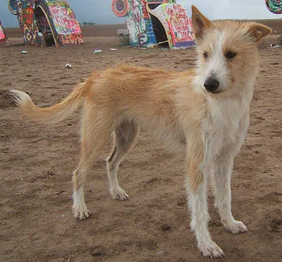 Medium-sized Long- and wire-haired Portuguese Hound